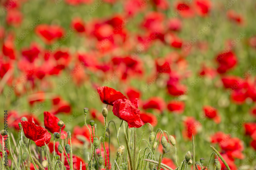 Fototapeta premium An abundance of poppies in the South Downs, with selective focus