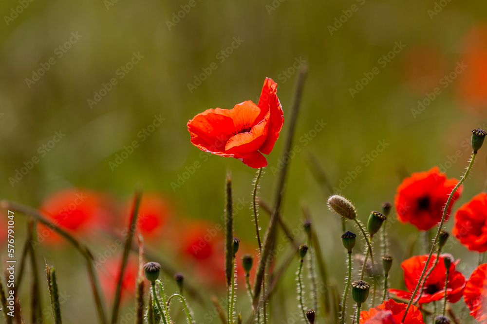 Obraz premium A close up of a red poppy in the summer sunshine, with a shallow depth of field