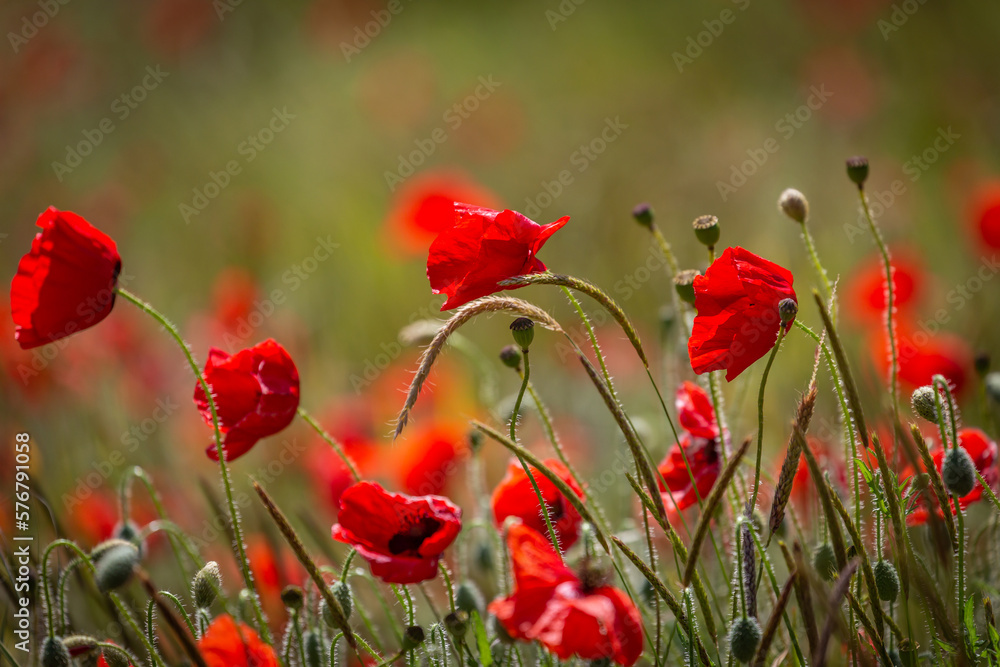 Obraz premium Vibrant poppies in the summer sunshine, with a shallow depth of field