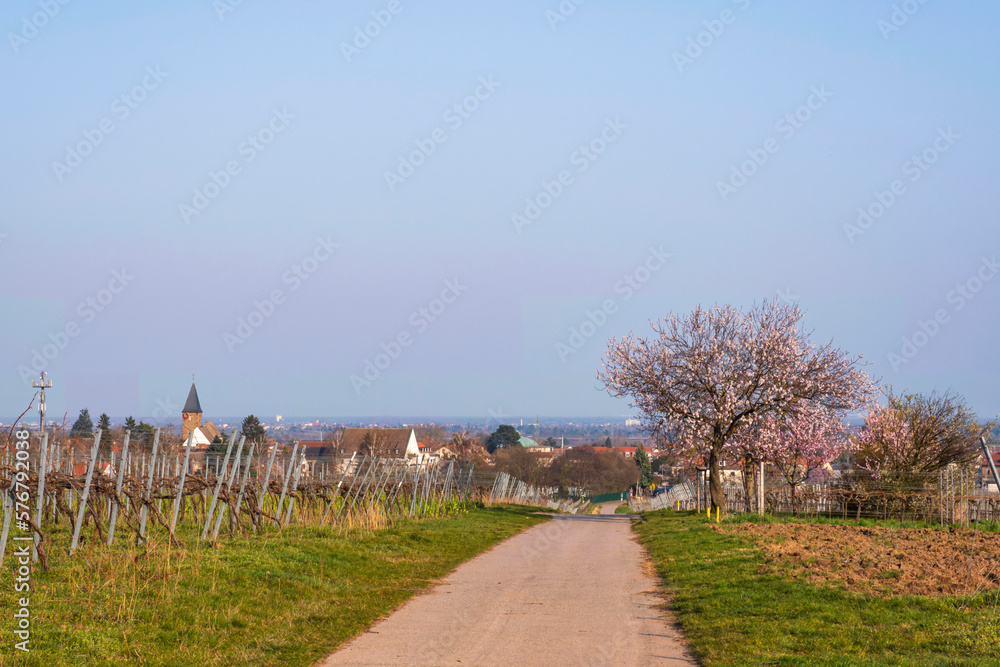 Path along a vineyard with a blossoming almond tree in the background in Gimmeldingen/Germany in the Palatinate on a sunny spring day Path along a vineyard with a blossoming almond tree in the background in Gimmeldingen/Germany in the Palatinate on a sunny spring day