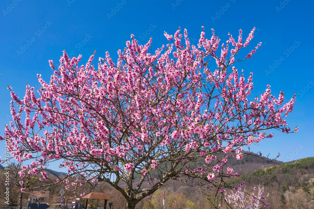 Wonderful pink blossoming almond trees in Edenkoben/Germany in the Palatinate on a sunny spring day Wonderful pink blossoming almond trees in Edenkoben/Germany in the Palatinate on a sunny spring day