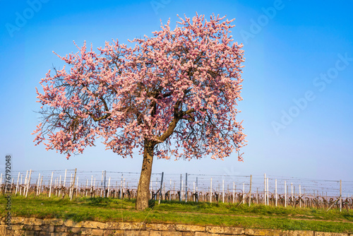 Quadro em tela Wonderful pink blooming almond trees in Gimmeldingen/Germany in the Palatinate o