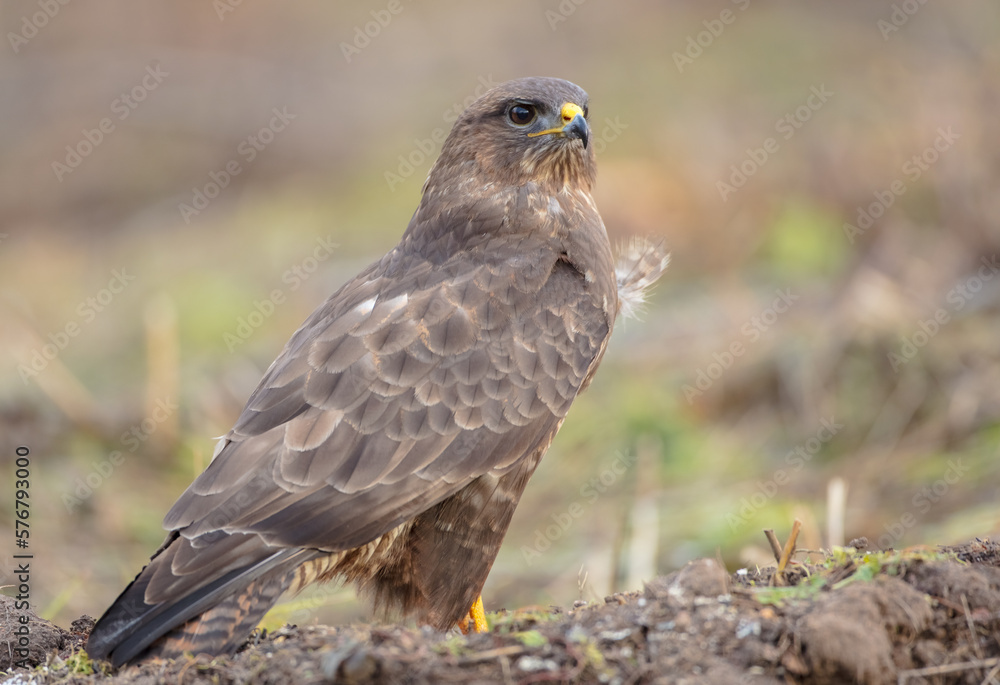Common Buzzard in winter at a wet forest Common Buzzard in winter at a wet forest