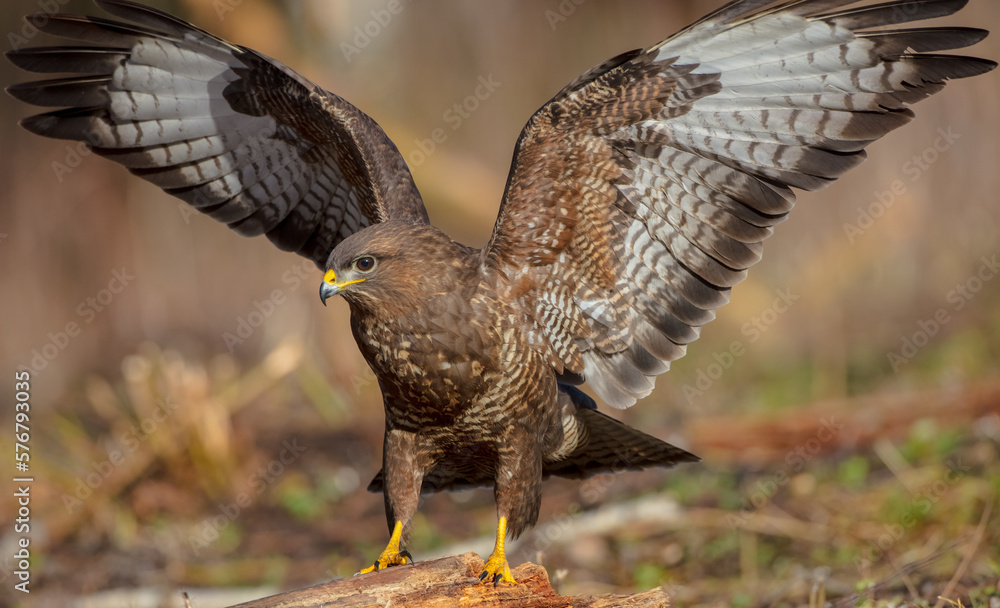 Fototapeta premium Common Buzzard in winter at a wet forest