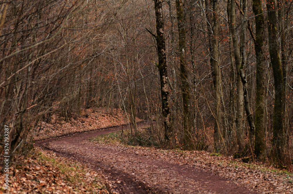 Obraz premium path in autumn forest