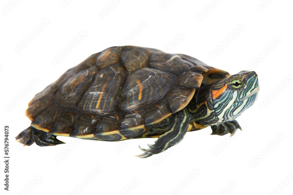 Turtle tortoise in PNG isolated on transparent background Turtle tortoise in PNG isolated on transparent background