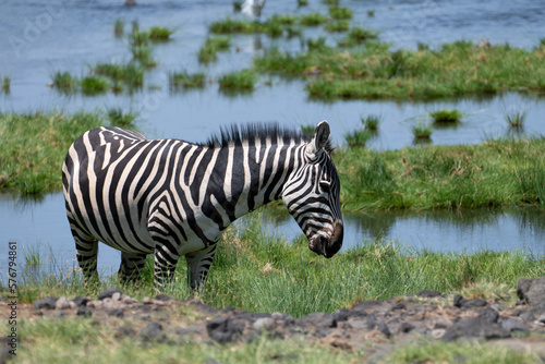 Zebra in lush green landscape