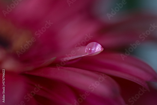 Water droplet refraction on pink daisy