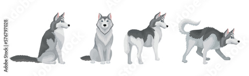 Siberian Husky Purebred Dog Breed Standing and Sitting Vector Set