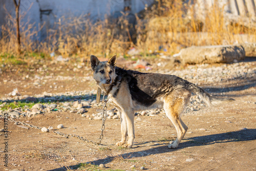 A dog on a chain guards the territory. The dog lives in captivity, suffers from inhumane treatment of animals. Animal protection.