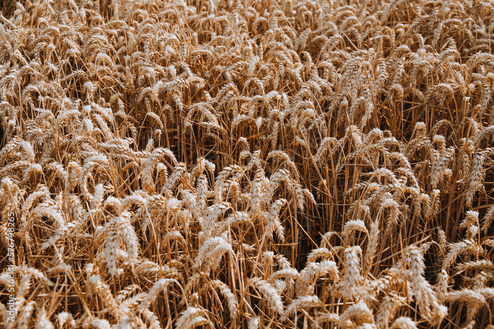 dense wheat field, paths through the field dense wheat field, paths through the field