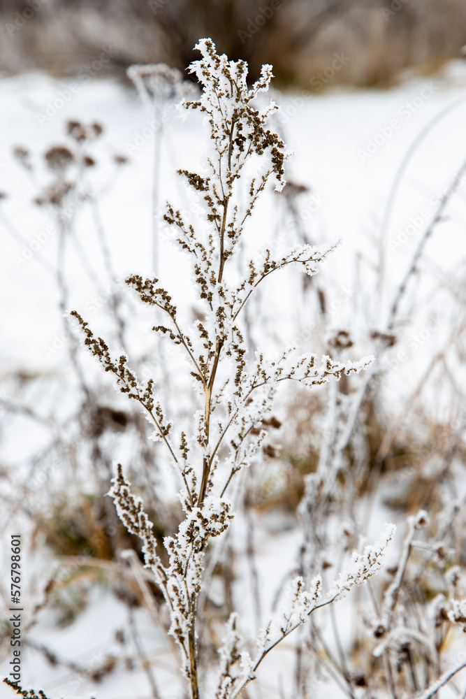 plants in frost,
frost on the branches,
frozen and snow-dusted wildflowers in the field
plants in frost,
frost on the branches,
frozen and snow-dusted wildflowers in the field