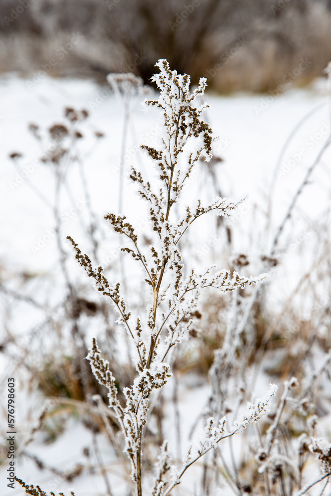 plants in frost,
frost on the branches,
frozen and snow-dusted wildflowers in the field
plants in frost,
frost on the branches,
frozen and snow-dusted wildflowers in the field