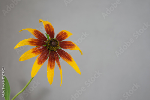 Yellow orange flower on grey background