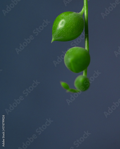macro green small leaf