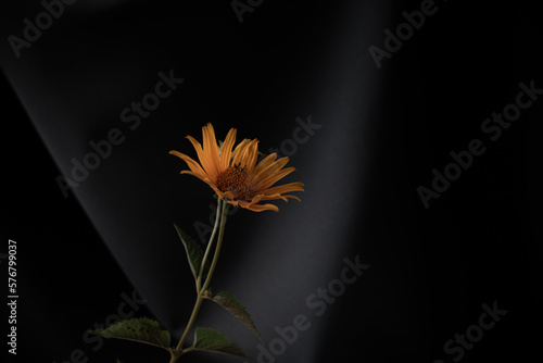 small yellow flower daisy on dark background