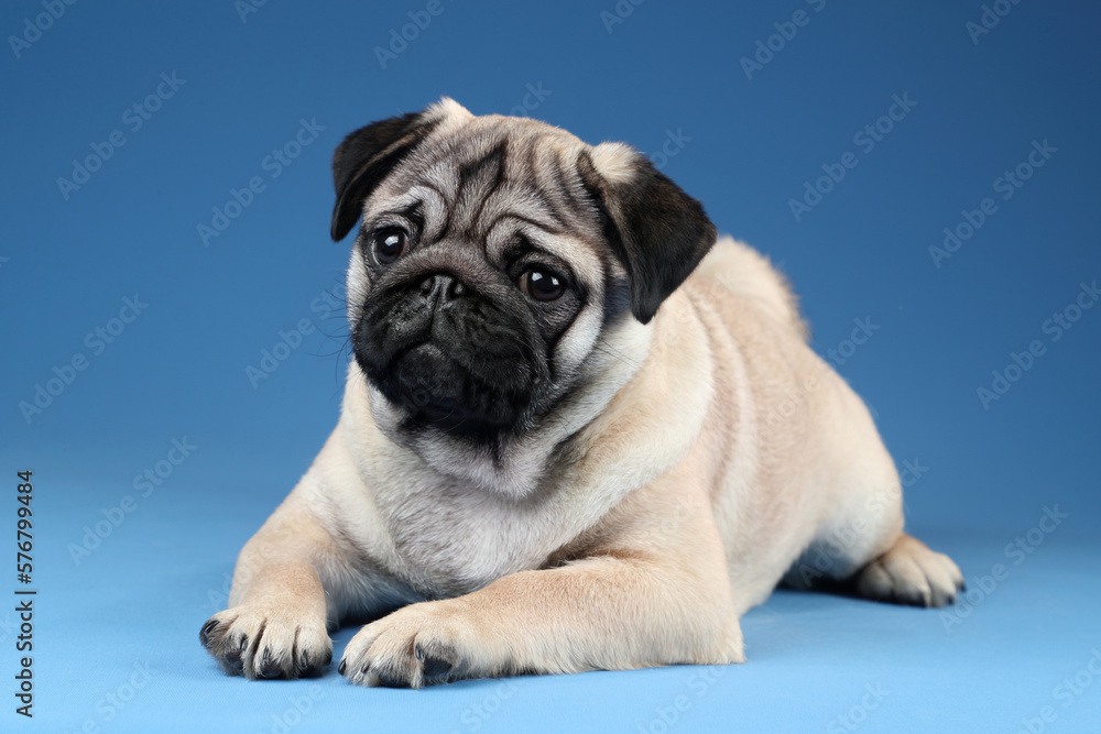 Cute pug puppy lying on a blue background