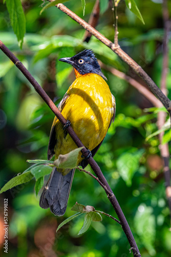 Black-capped Bulbul ( Pycnonotus melanicterus) photo