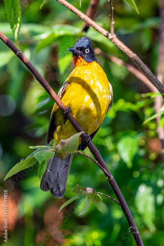 Black-capped Bulbul ( Pycnonotus melanicterus) photo