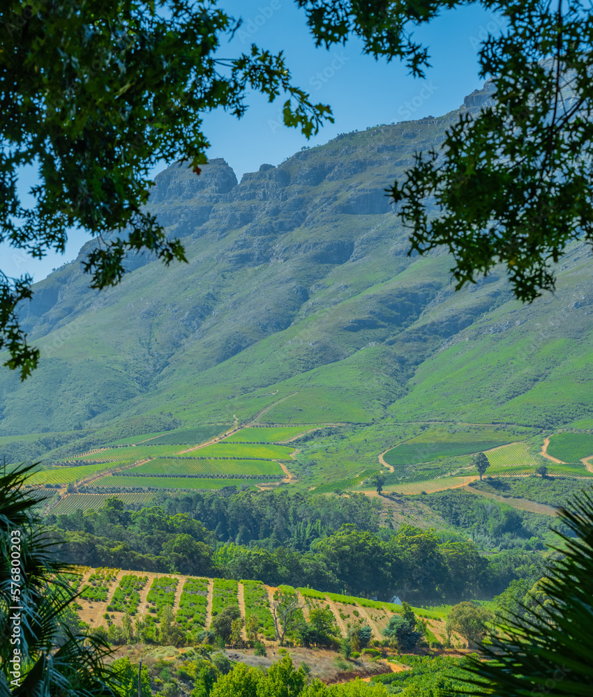 Wine growing area in the wine region and town of Stellenbosch