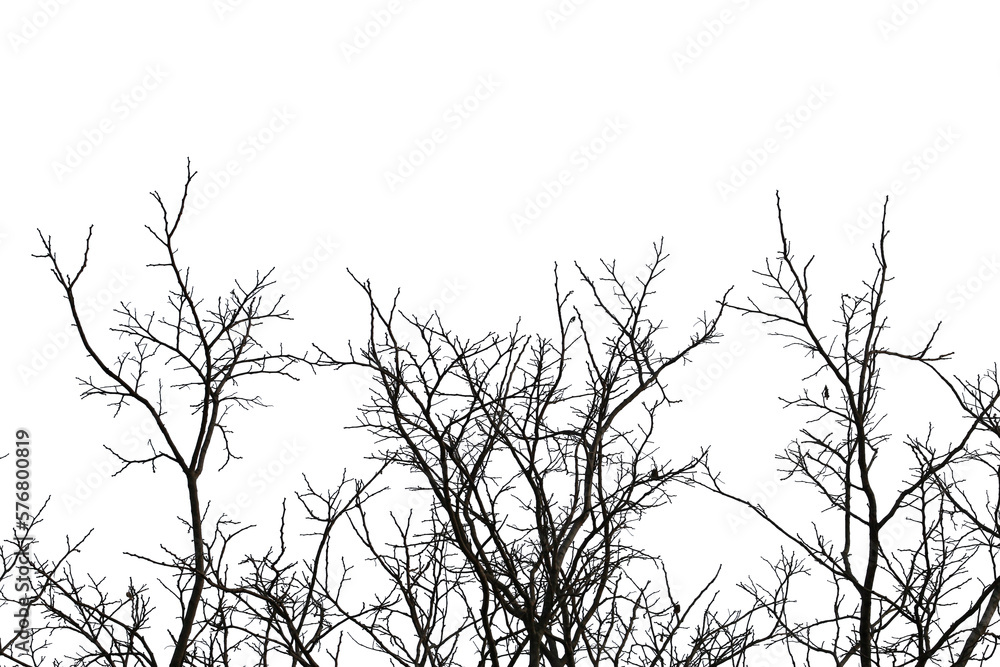 Fototapeta premium Dead branches , Silhouette dead tree or dry tree on white background. Save with clipping path.