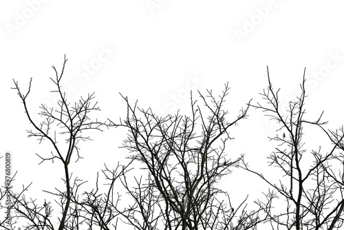 Dead branches   Silhouette dead tree or dry tree  on white background. Save with clipping path.