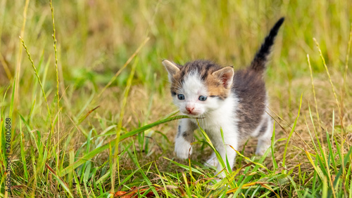 A small cute kitten goes in the garden on the grass