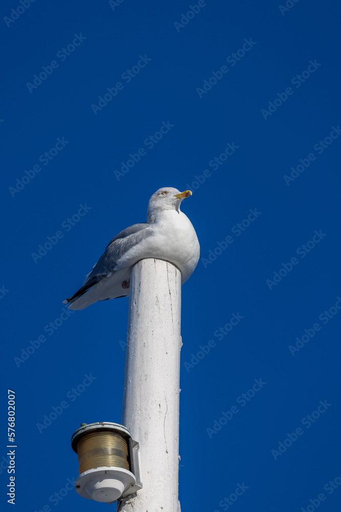 Sea gull resting on top of wooden mast with lantern. Blue sky background Sea gull resting on top of wooden mast with lantern. Blue sky background