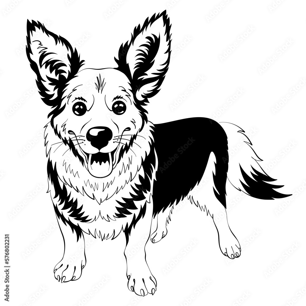 Black and white sketch of dog Welsh Corgi breed staying and smiling Black and white sketch of dog Welsh Corgi breed staying and smiling