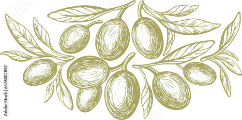 Olive green symbol. Vector sketch of fruit, green leaves. Vintage botanical illustration, hand drawn print. Mediterranean food, aroma oil
