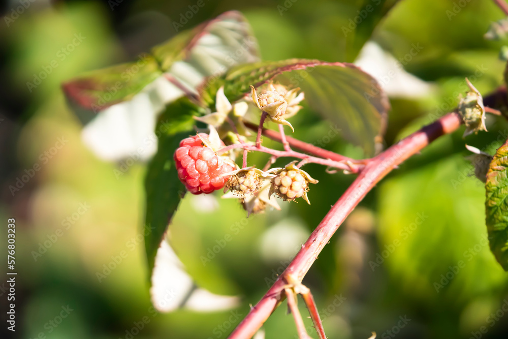 Closeup view of the sweet raspberry in the summer garden. Closeup view of the sweet raspberry in the summer garden.