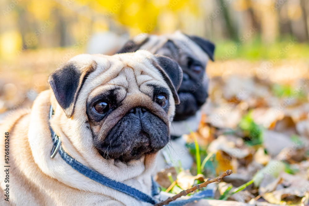 Two dogs of pug in the park among autumn leaves