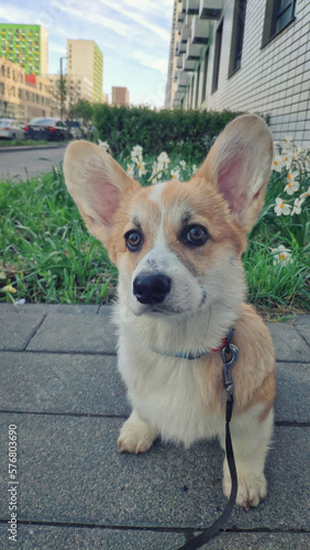 adorable portrait of sweet welsh corgi pembrok puppy outdoor photo