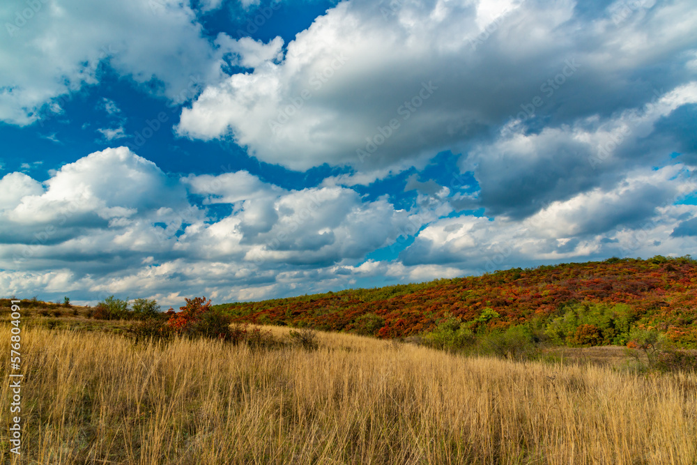 Smoketree, smoke bush (Cotinus obovatus), thickets of bushes with red autumn leaves against the background of yellow steppe vegetation and white clouds