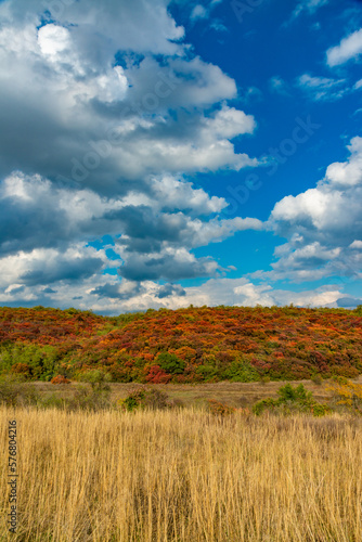 Smoketree, smoke bush (Cotinus obovatus), thickets of bushes with red autumn leaves against the background of yellow steppe vegetation and white clouds