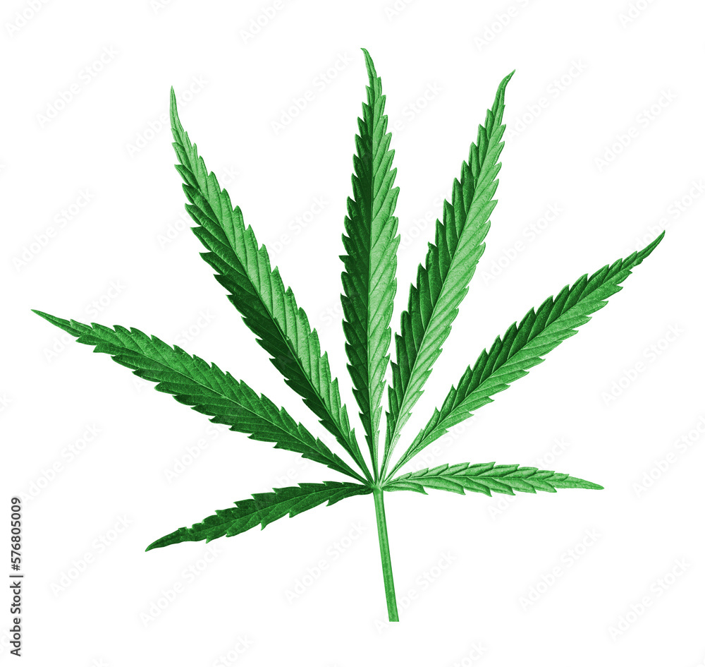 Cannabis leaf on a transparent background. The concept of growing marijuana, application in medicine. Medicinal leaf for weeds. isolated object Cannabis leaf on a transparent background. The concept of growing marijuana, application in medicine. Medicinal leaf for weeds. isolated object