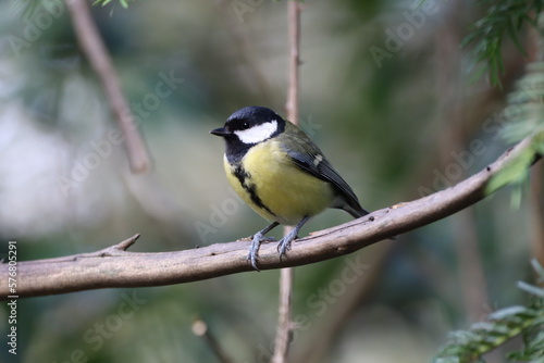 Great Tit (Parus magor) on a branch