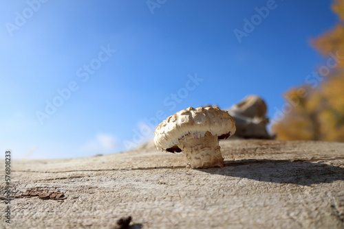 white mushroom growing on a tree