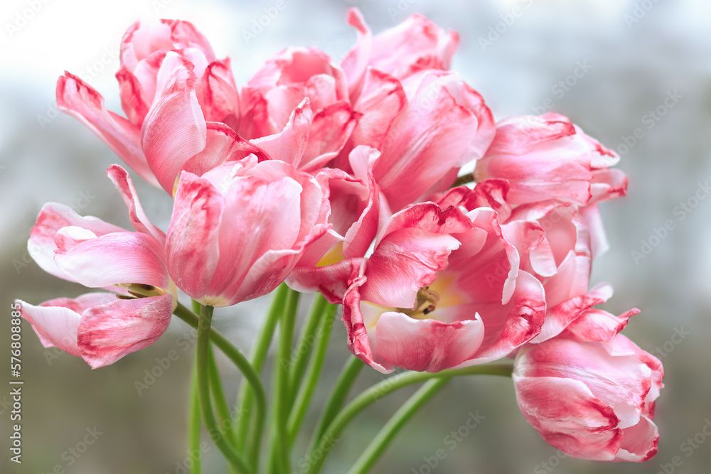 Red Tulips close up. Bouquet of red tulips close up. Tulip petals. Buds of faded flowers. Beautiful bouquet. Floral background. Red blooming Tulips on a blurred sky background. Tulip bud
