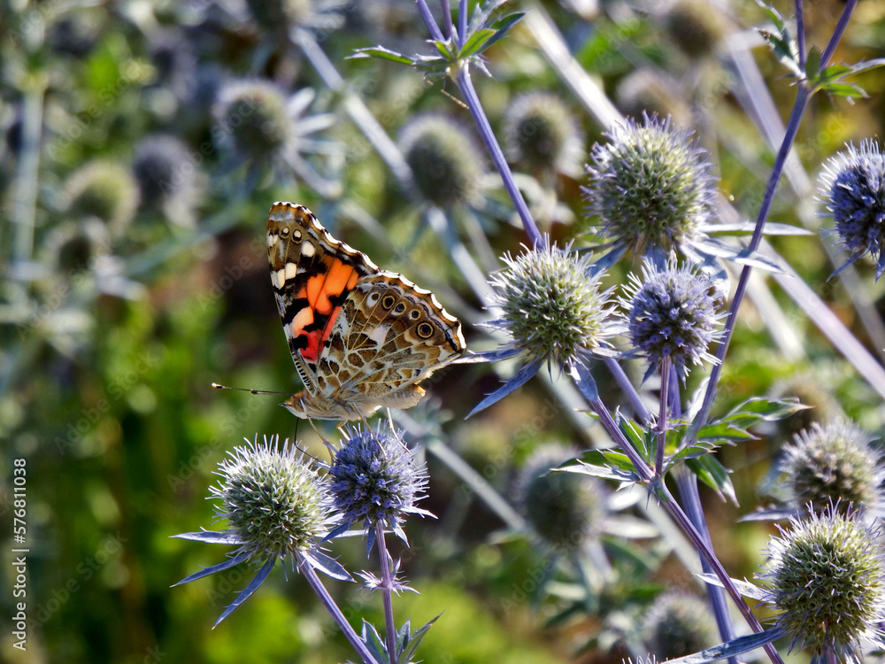 kwiaty mikołajka, Mikołajek płaskolistny, Eryngium planum, kolczaste kwiatostany, motyl na kwiatach mikołajka, include eryngo, sea holly, spiky inflorescences, butterfly on Eryngium flowers, kwiaty mikołajka, Mikołajek płaskolistny, Eryngium planum, kolczaste kwiatostany, motyl na kwiatach mikołajka, include eryngo, sea holly, spiky inflorescences, butterfly on Eryngium flowers,