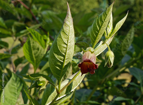 Pokrzyk wilcza jagoda z kwiatem (Atropa belladonna), belladonna, Blossoms of deadly nightshade, belladonna flower a toxic and medicinal species