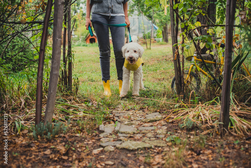 Owner and her lagotto dog enjoying while walking outdoors on a rainy day