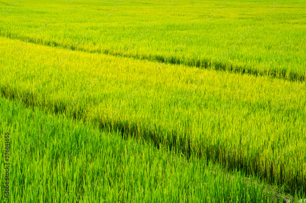 Green rice sprouts grow upwards in Asian fields. Beautiful texture background for tourism, design and agro-industry Green rice sprouts grow upwards in Asian fields. Beautiful texture background for tourism, design and agro-industry