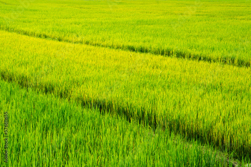 Green rice sprouts grow upwards in Asian fields. Beautiful texture background for tourism, design and agro-industry