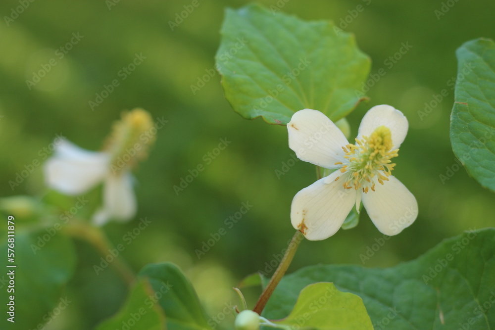 mięta rybia Houttuynia cordata mięta rybia Houttuynia cordata
