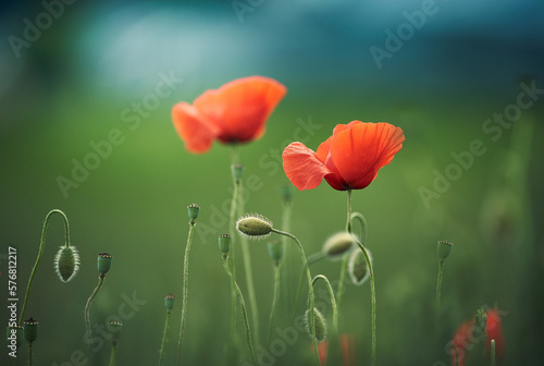 Mohnblumen im Getreidefeld mit einem wundersch  nen sanften Bokeh.