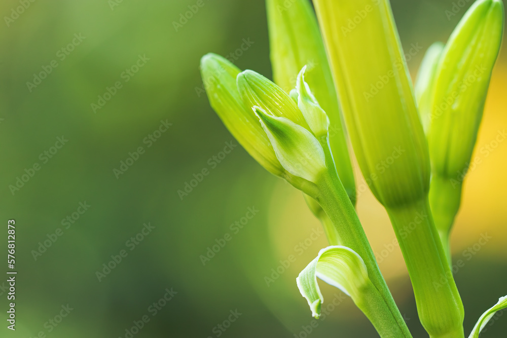 Obraz premium Green flower buds are ready to open on a shiny day in the spring.