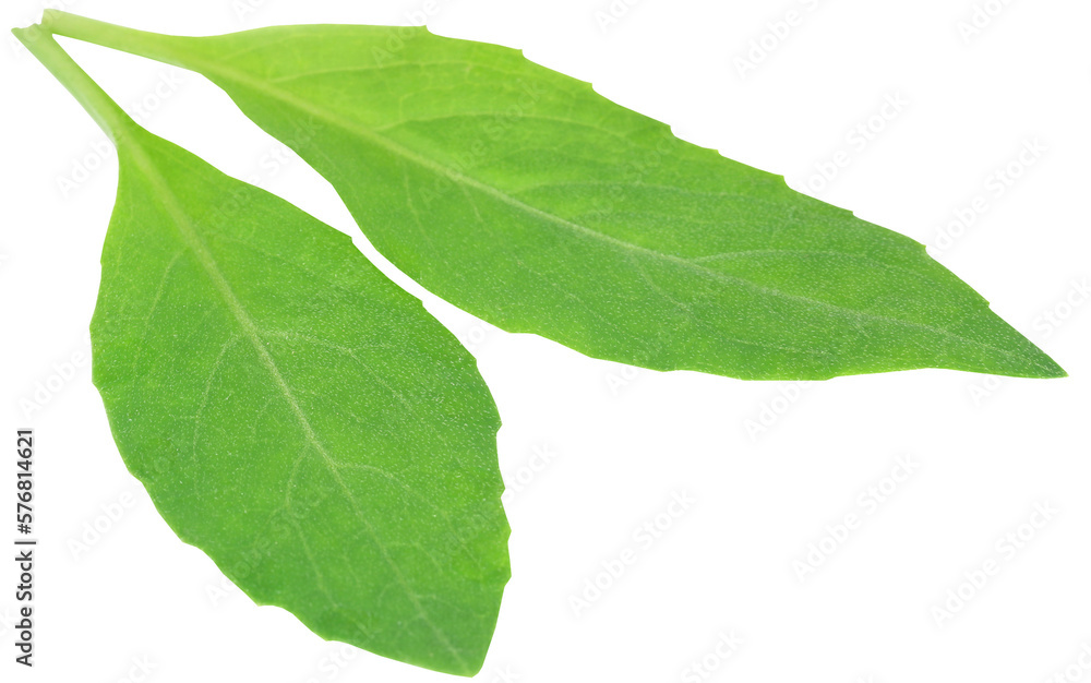 Gynura procumbens known as longevity spinach Gynura procumbens known as longevity spinach