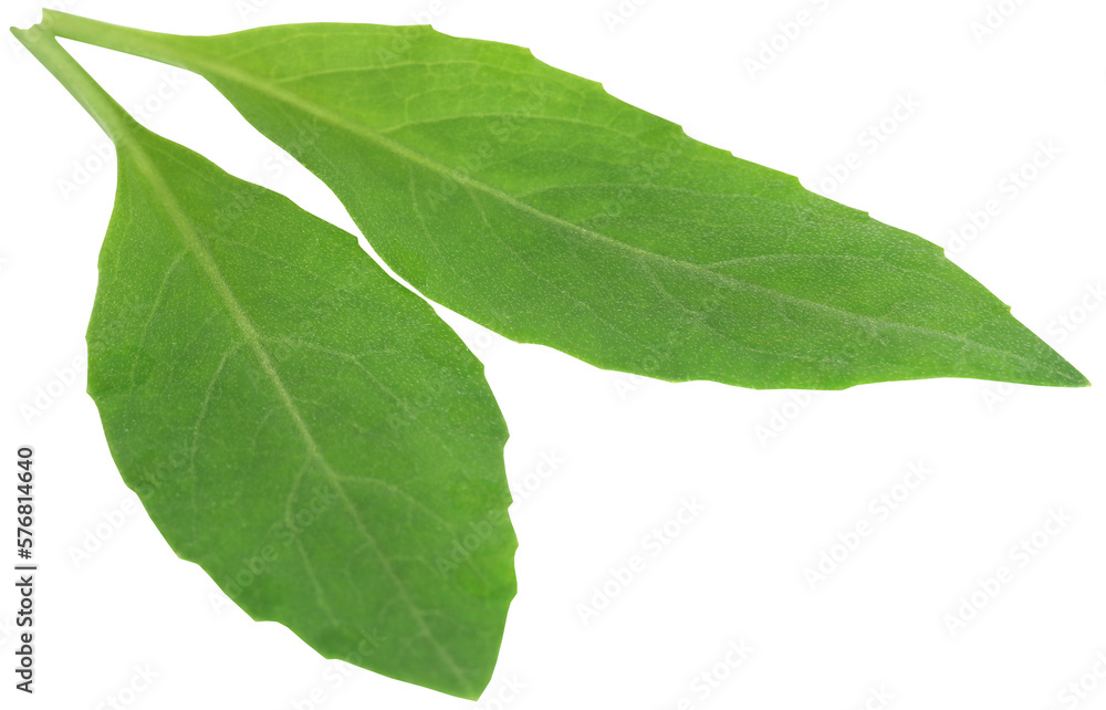 Fototapeta premium Gynura procumbens known as longevity spinach