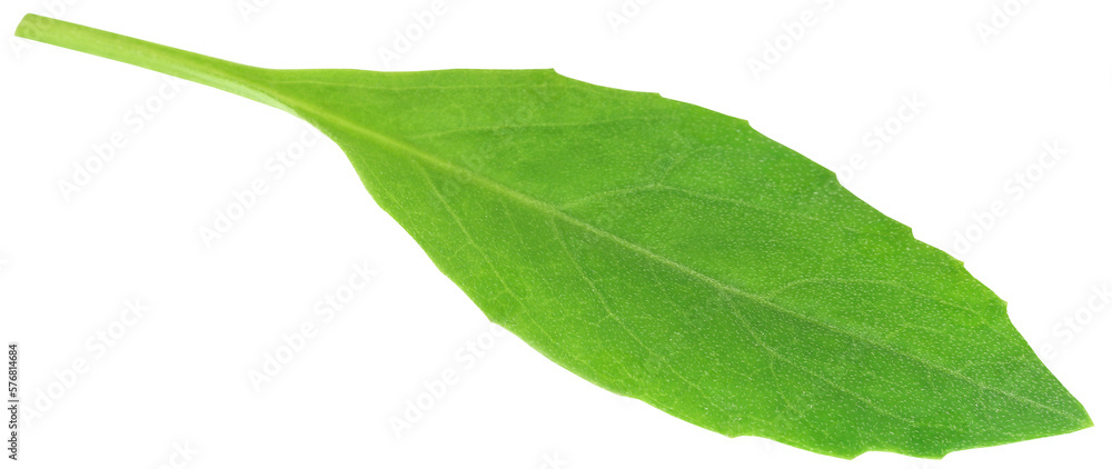 Fototapeta premium Gynura procumbens known as longevity spinach